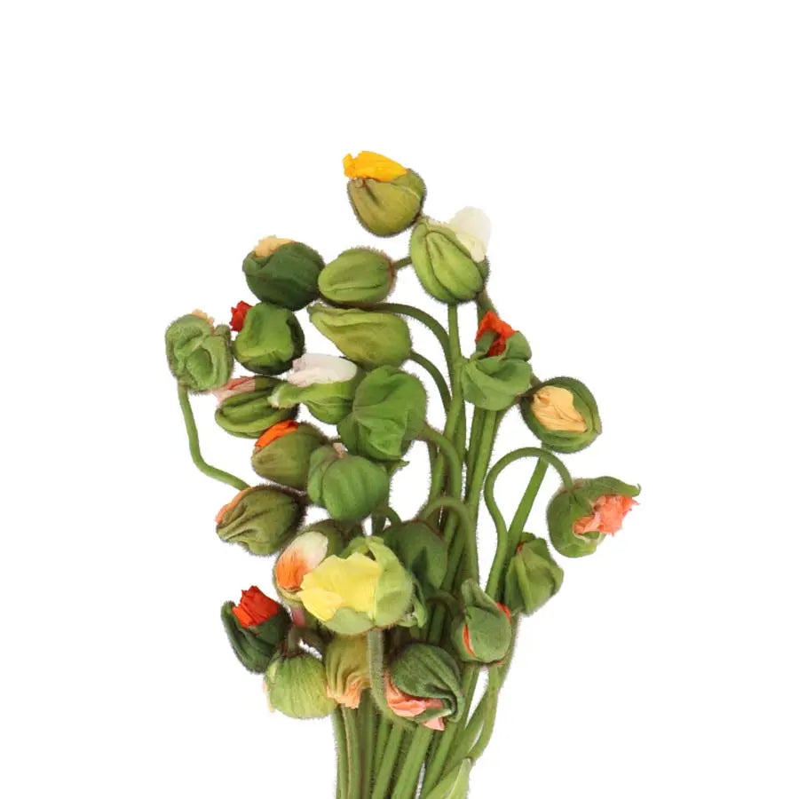Poppy (Papaver) Assorted Colors - 25 Stem Pack Holex Dutch