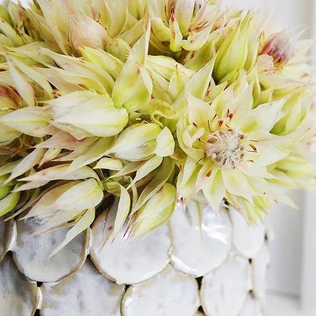 Protea Blushing Bride Pink - 20 Stem Bunch