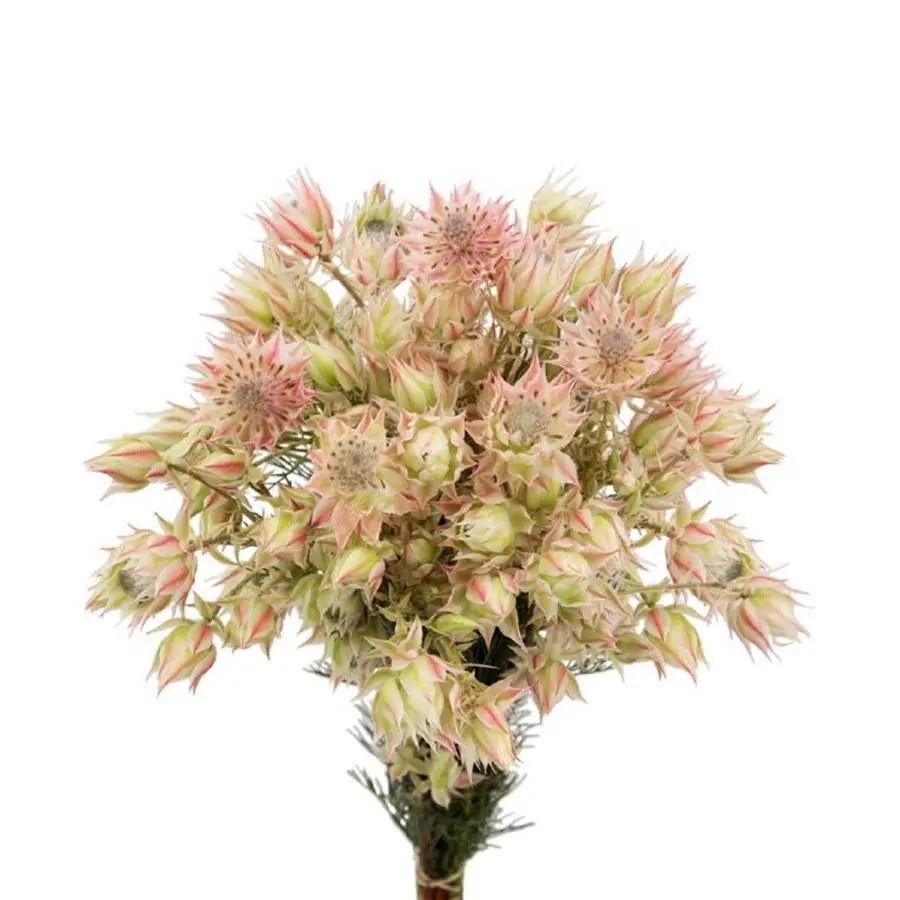 Protea Blushing Bride - 20 Stem Bunch Holex Dutch