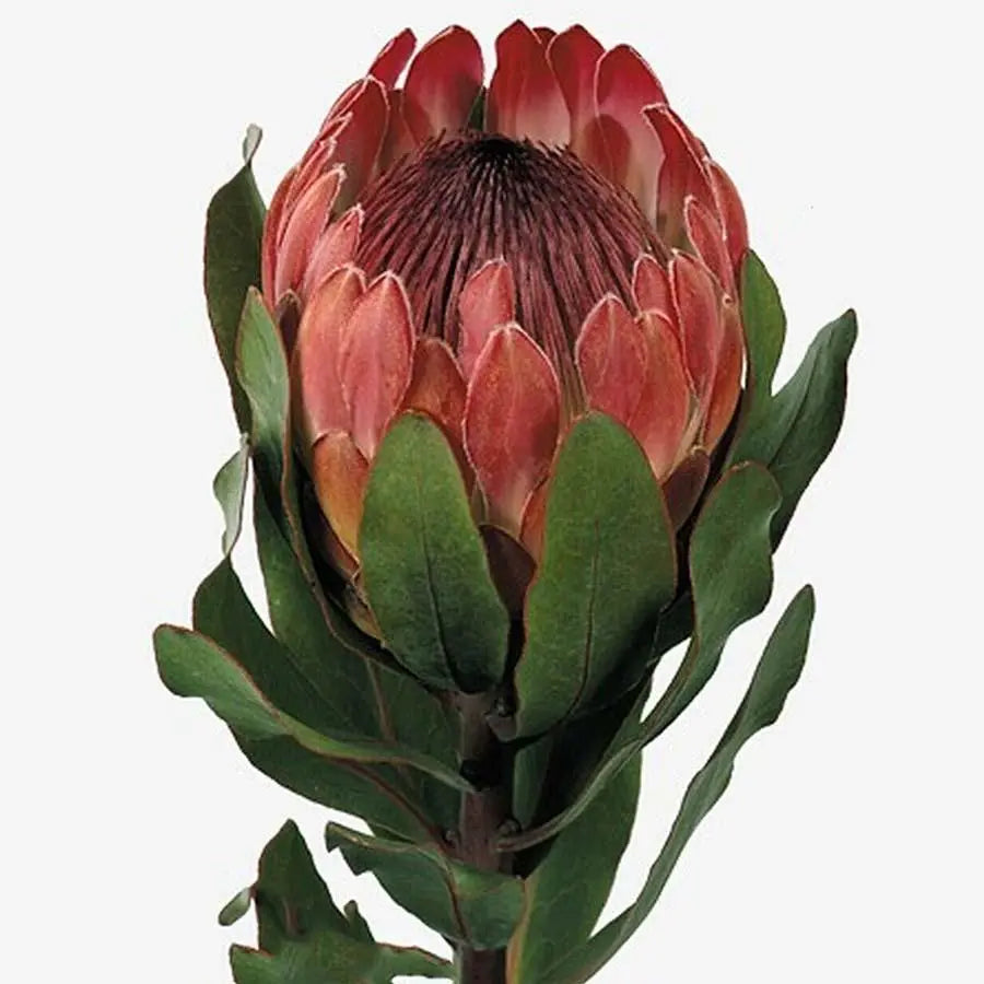Protea Sylvia - 10 Stem Bunch Holex Dutch