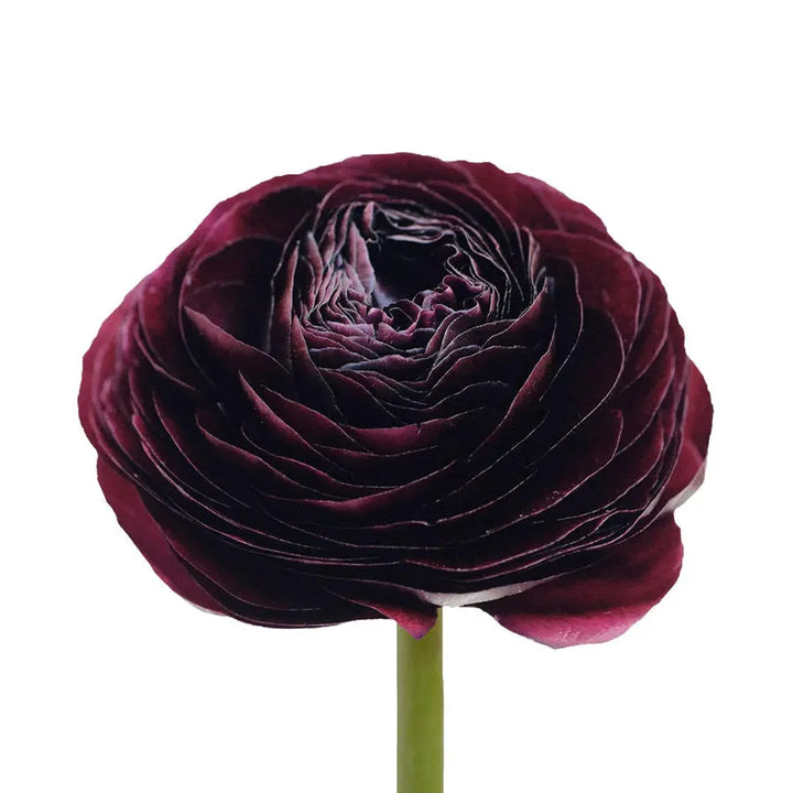 Ranunculus Burgundy 35cm - 100 Stem Bunch Holex Dutch