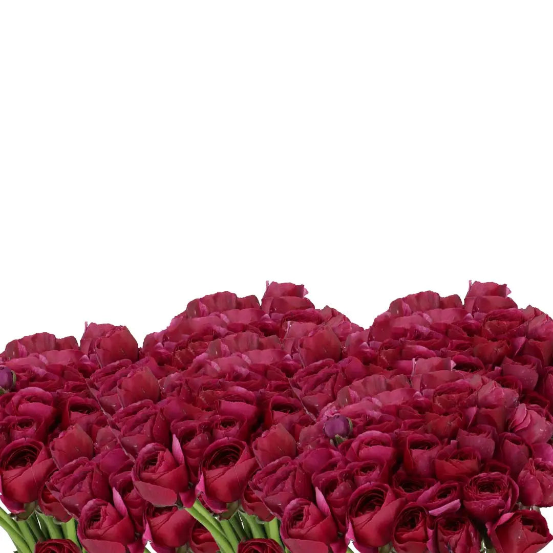 Ranunculus Cloony Cherry 40cm - 50 Stem Bunch Holex Dutch