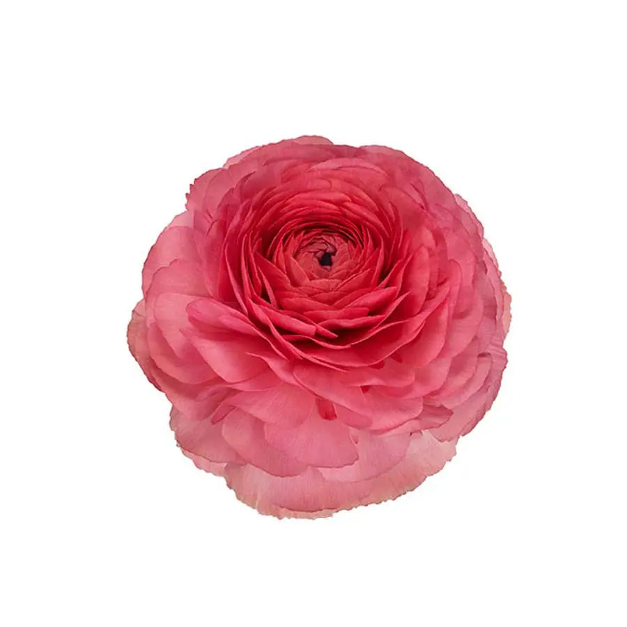 Ranunculus Cloony Fragolino 40cm - 50 Stem Bunch Holex Dutch