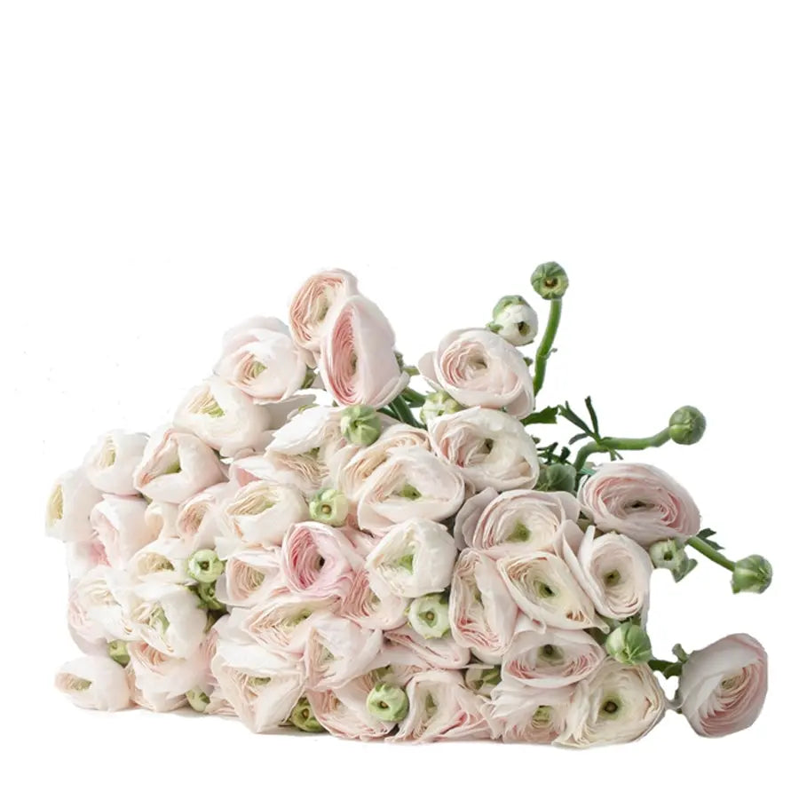 Ranunculus Cloony Hanoi - 50 Stem Bunch Holex Dutch