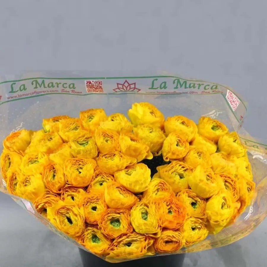 Ranunculus Cloony Ceres 40cm - 50 Stem Bunch