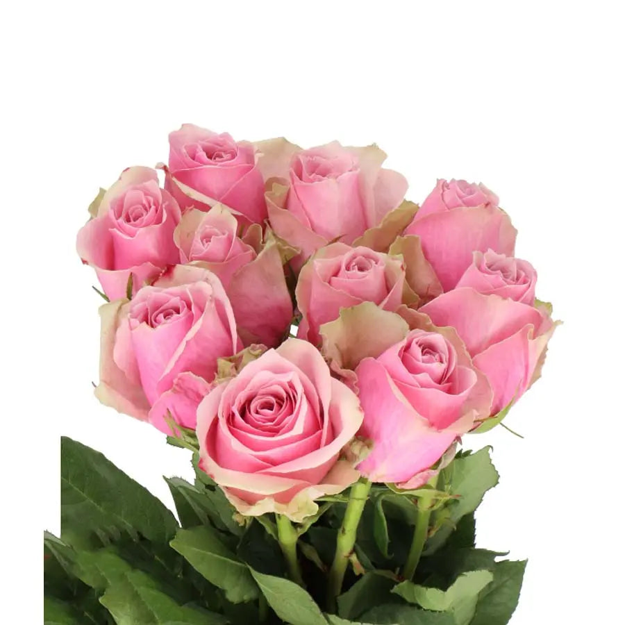 Rose Athena Royale - 40 Stem Bunch Holex Dutch