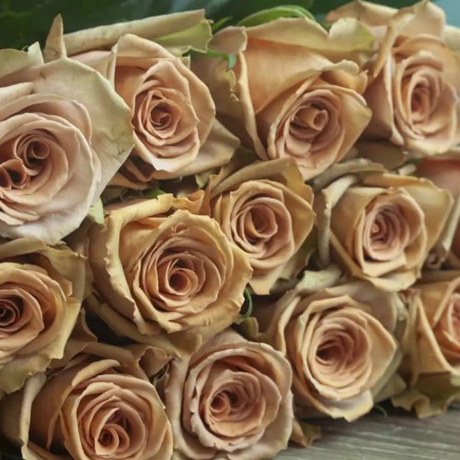 Rose Toffee - 100 Stems PetalDriven