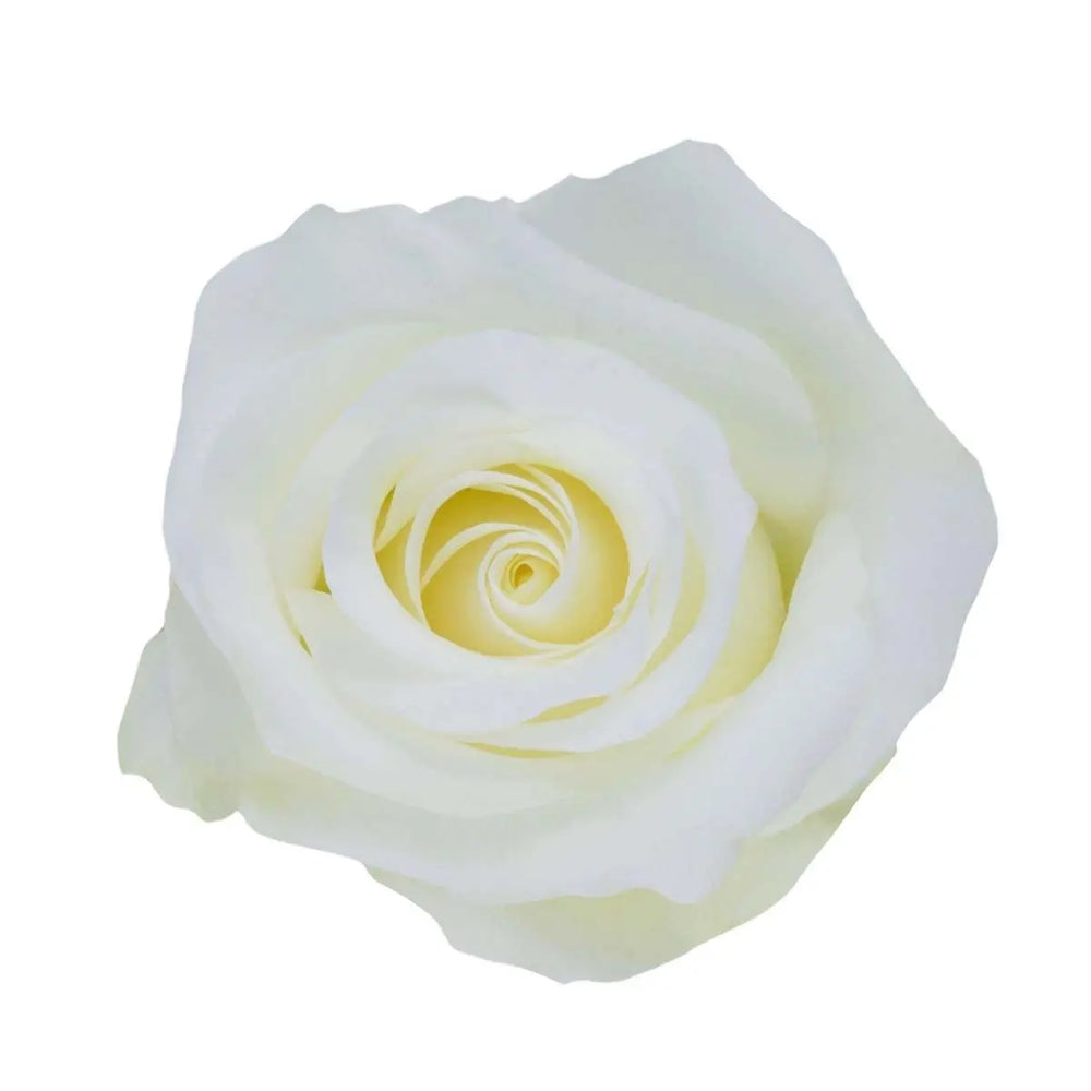 Rose Akito