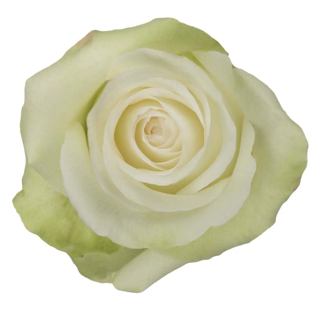 Rose Alba