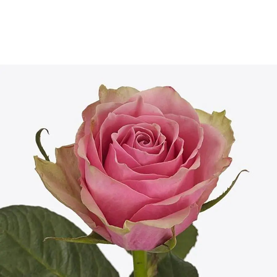 Rose Athena Royale - 40 Stem Bunch Holex Dutch