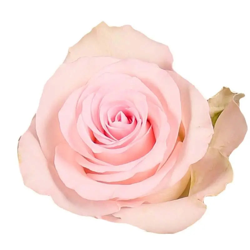 Rose Bisou