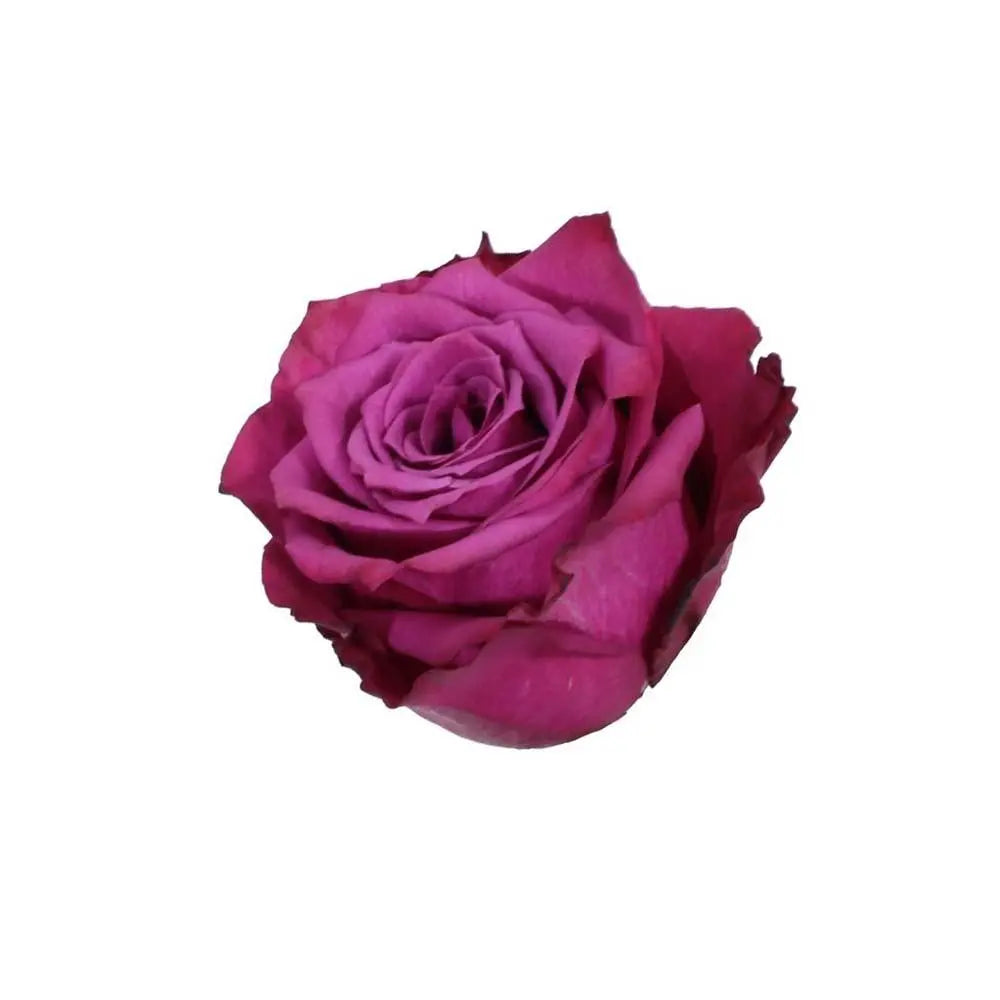 Rose Blueberry