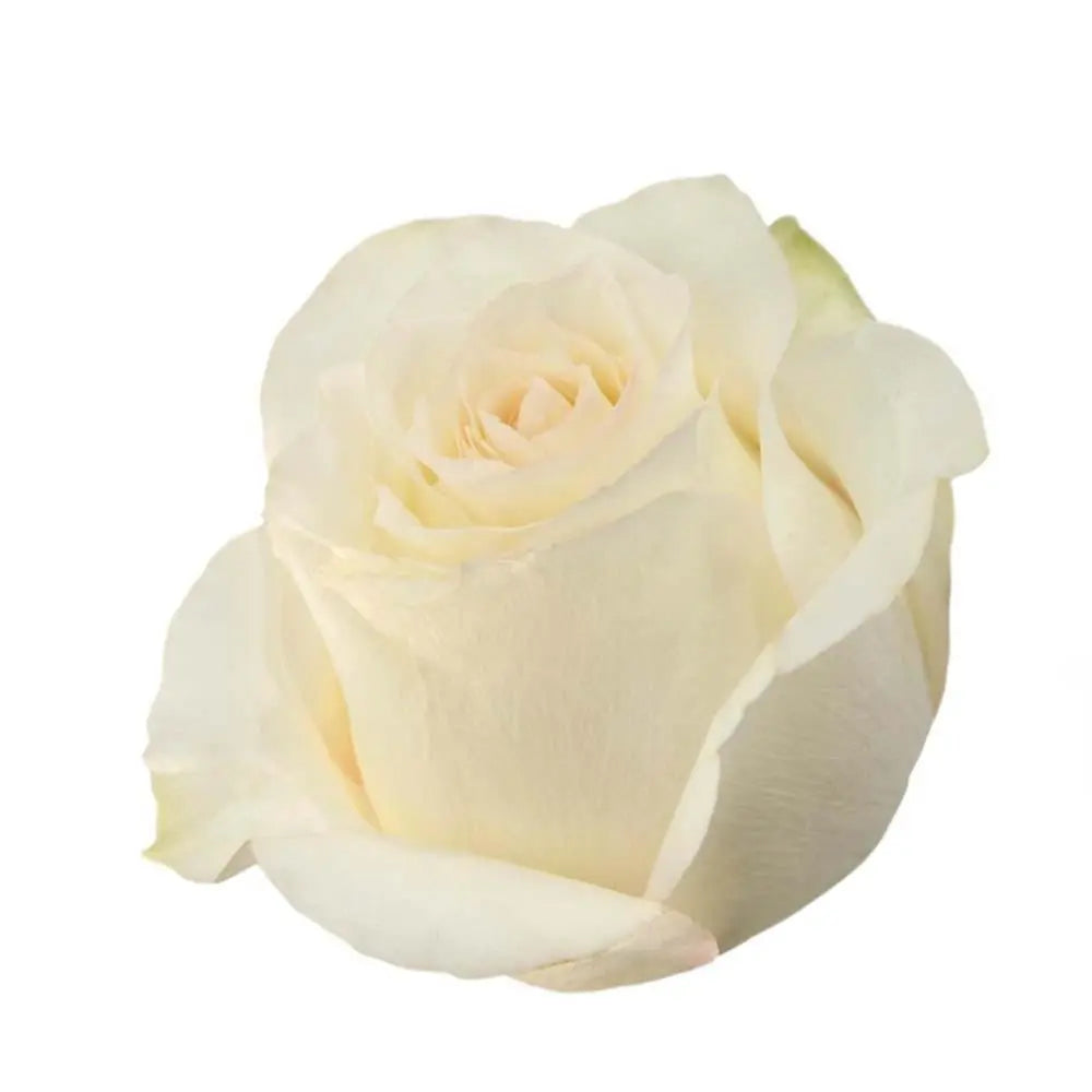 Rose Candlelight