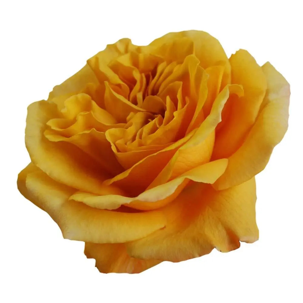 Rose Capriccio