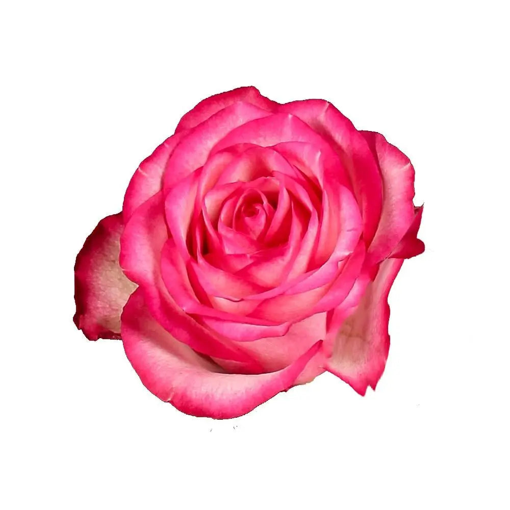 Rose Carousel