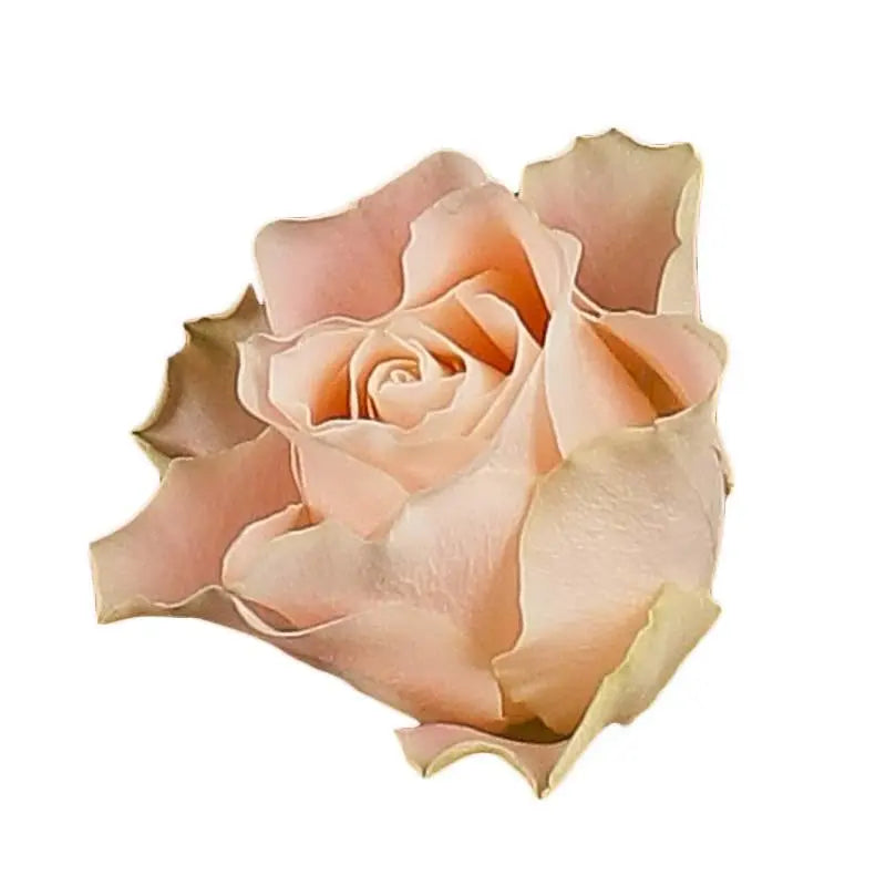 Rose Charmant