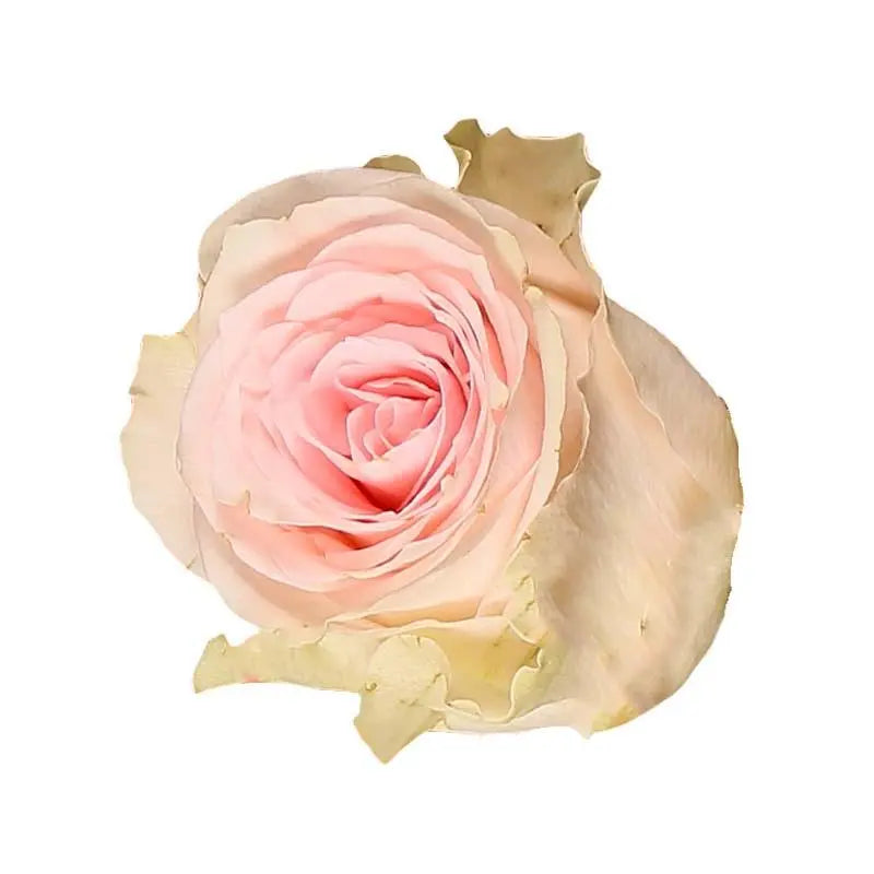 Rose Duchesse