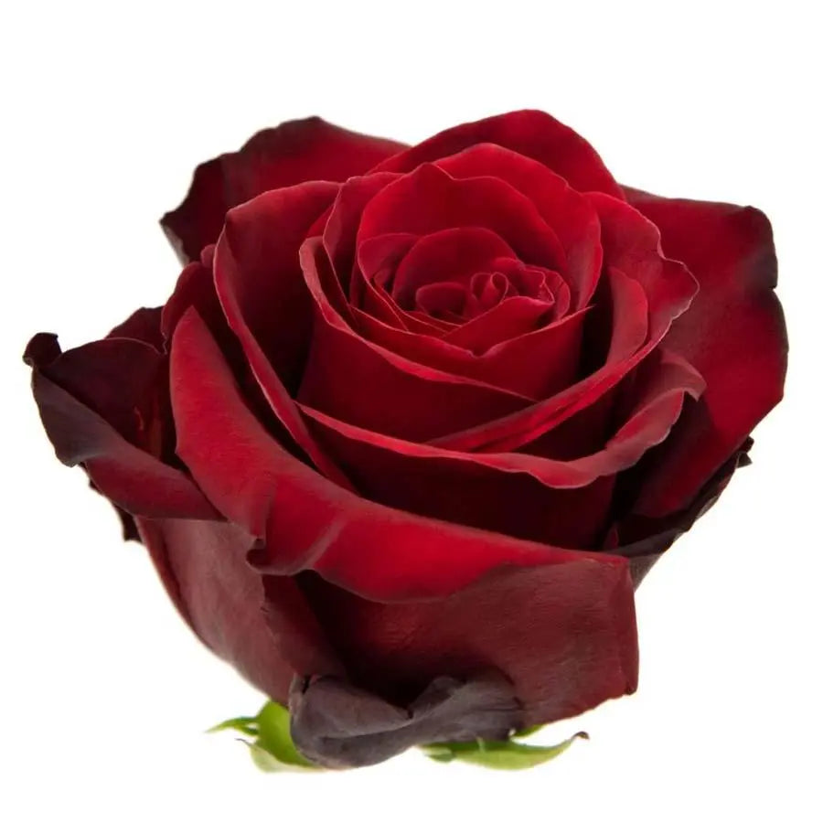 Rose Explorer