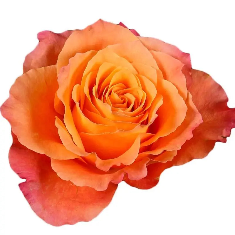 Rose Free Spirit