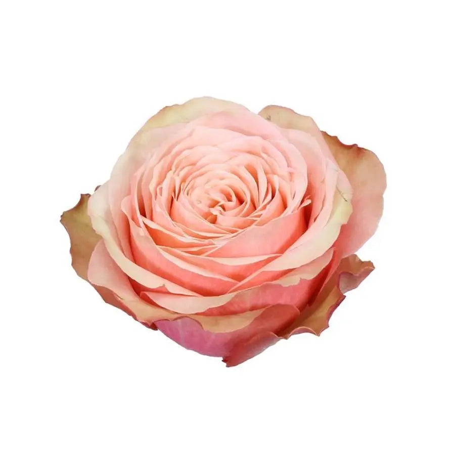 Rose Geraldine