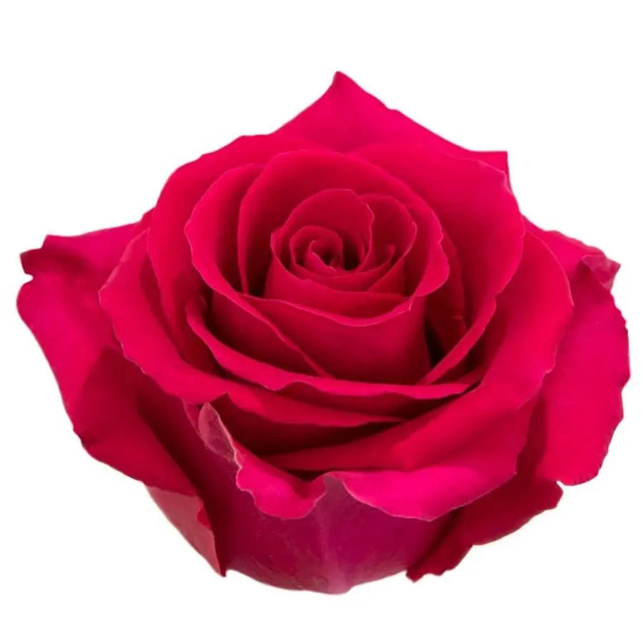 Rose Gotcha