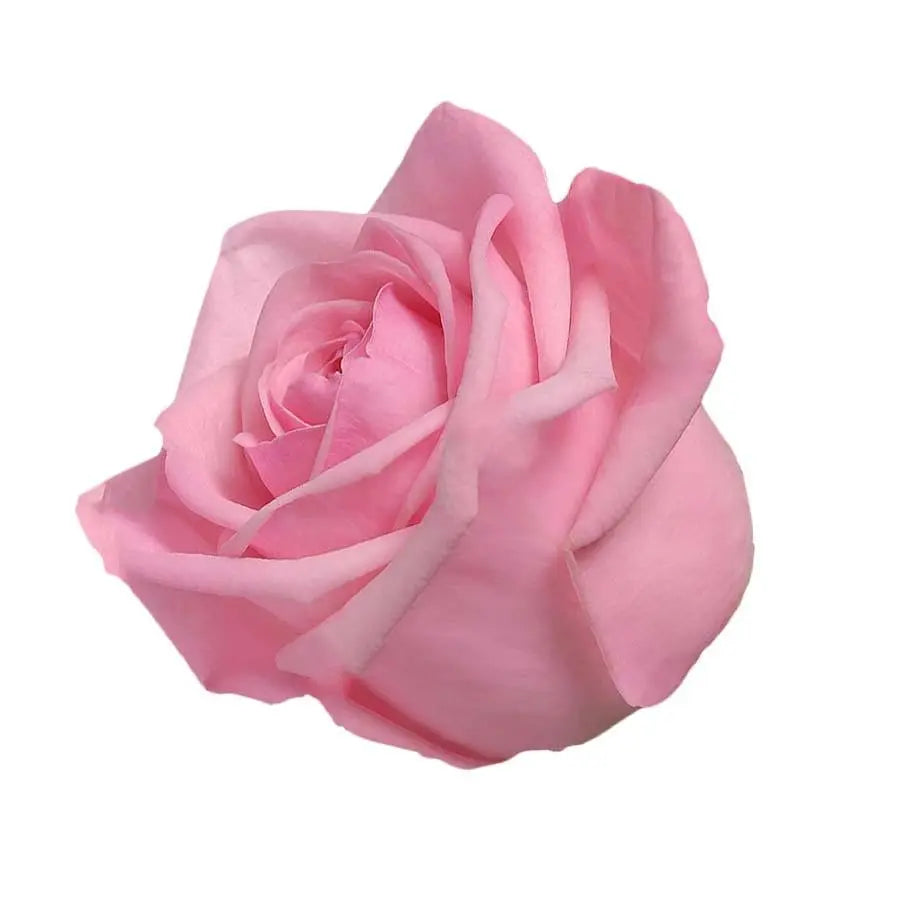 Rose Heaven