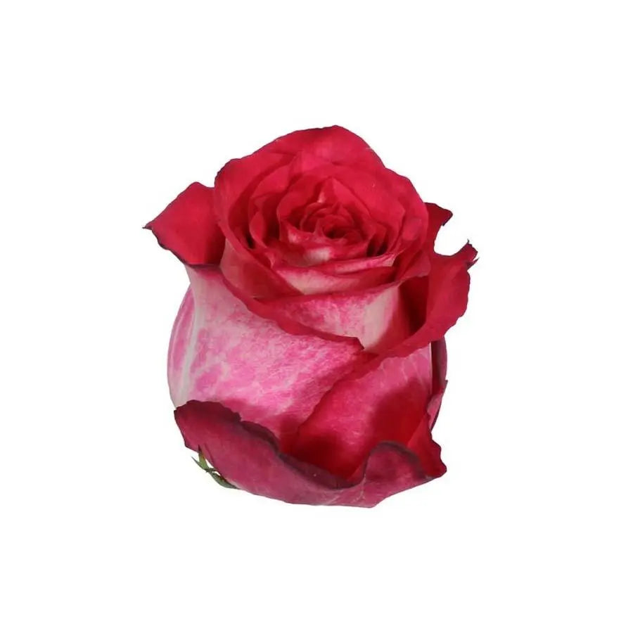 Rose Iguazu