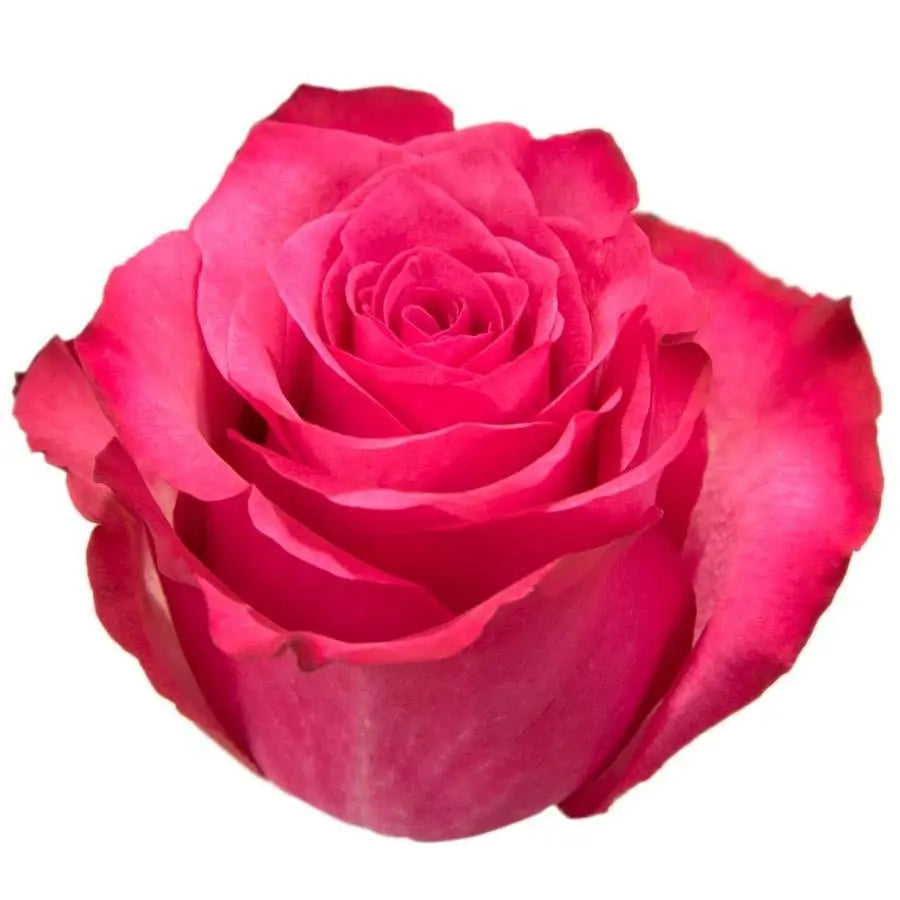 Rose Lola