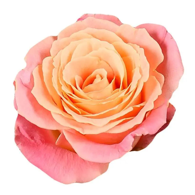 Rose Miss Piggy