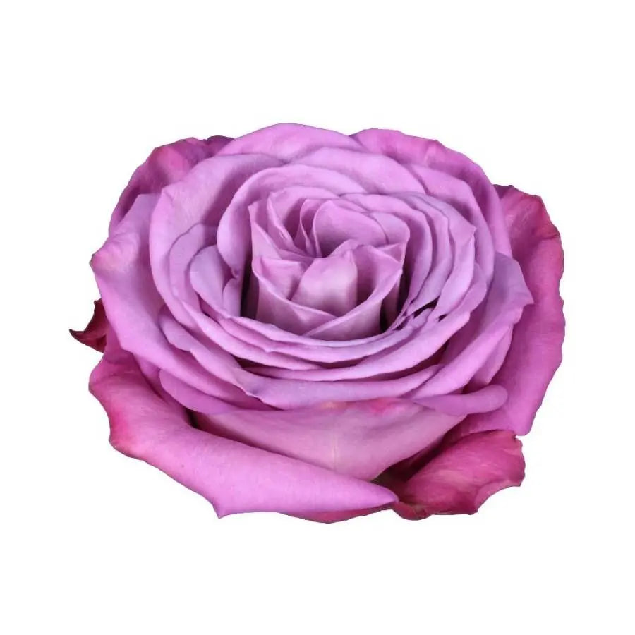 Rose Moody Blues
