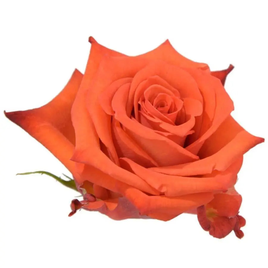 Rose Nina
