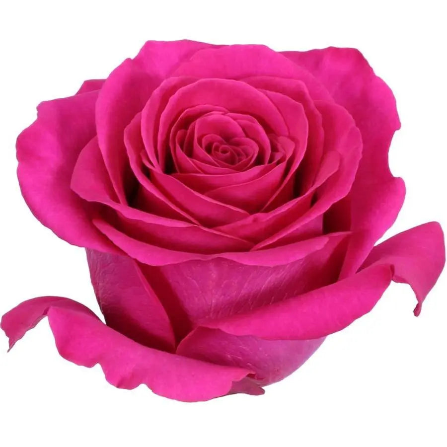 Rose Pink Floyd