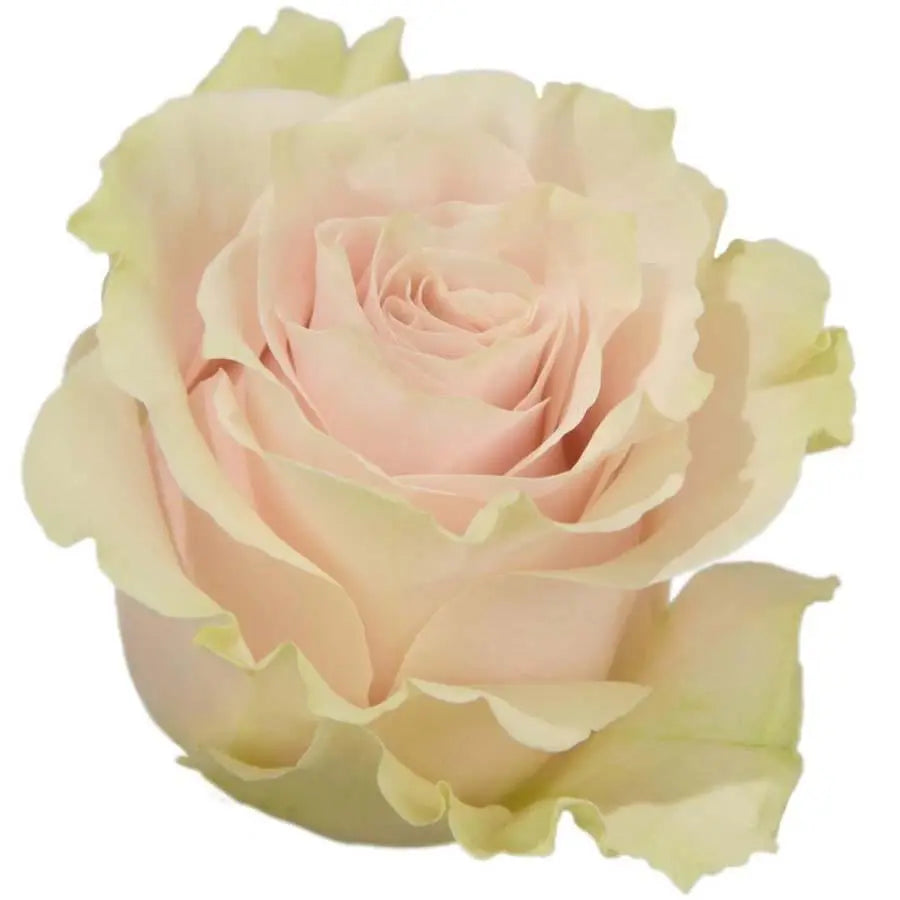 Rose Pink Mondial