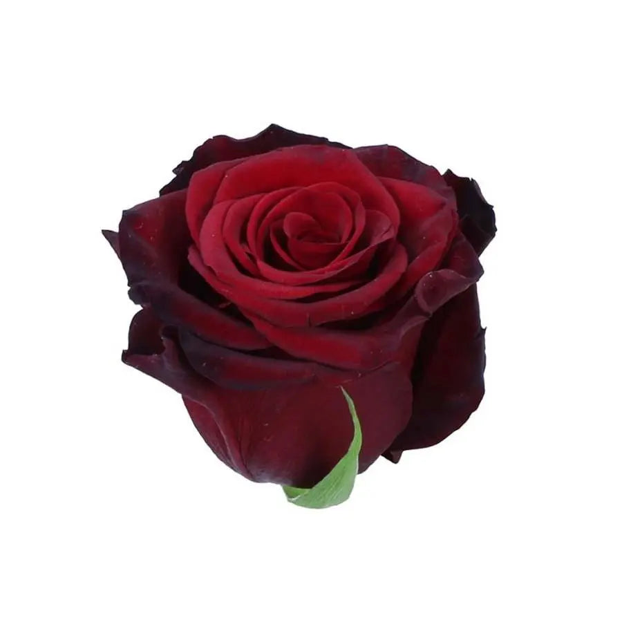 Rose Red Paris
