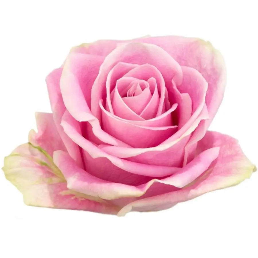 Rose Rosita Vendela