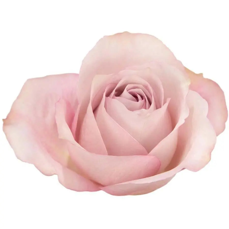 Rose Secret Garden
