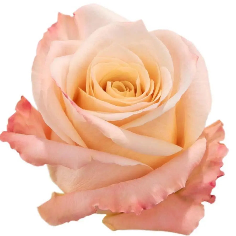 Rose Shimmer
