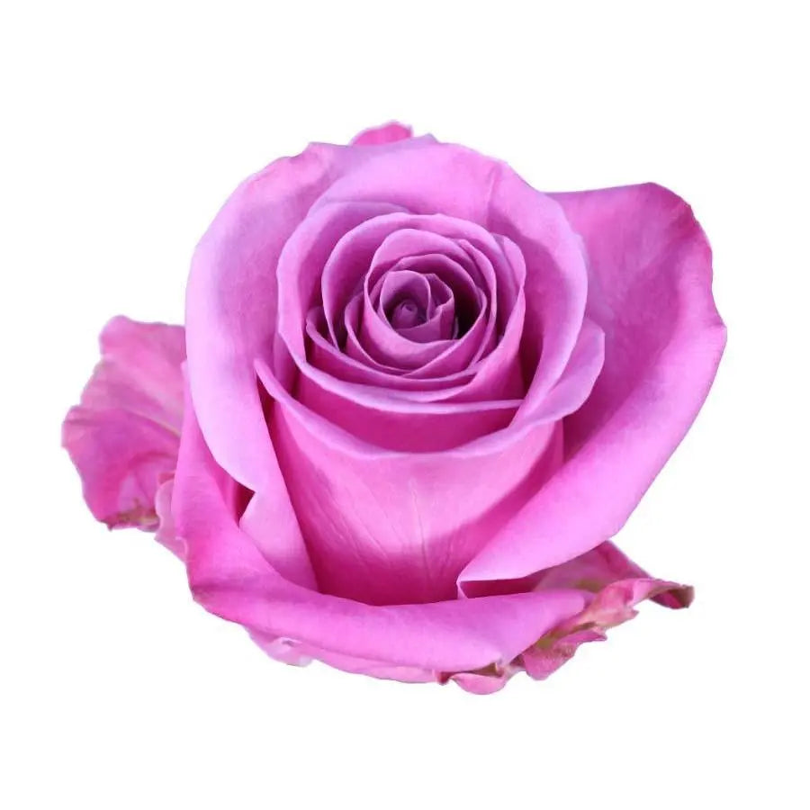 Rose Soulmate