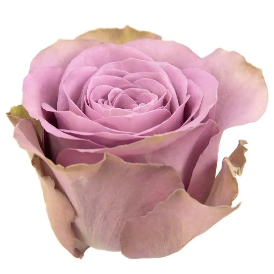 Rose Tiara