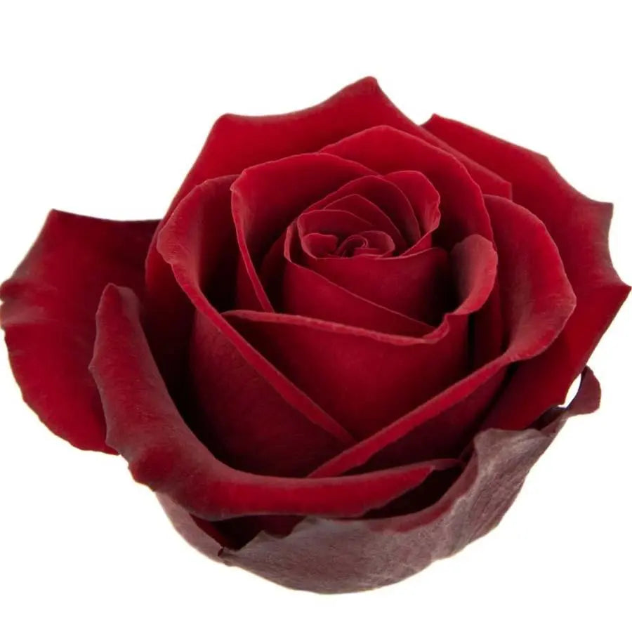 Rose Tinto