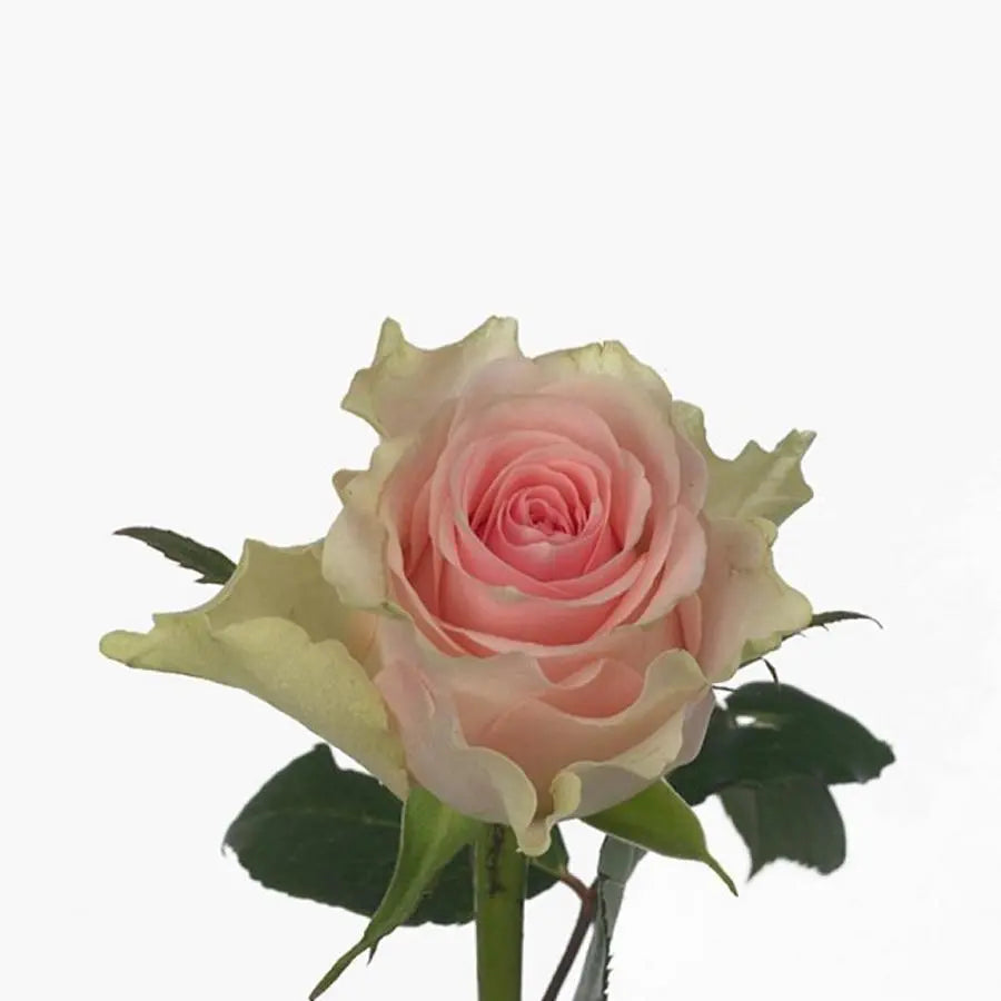 Rose Top Gear - 40 Stem Bunch Holex Dutch