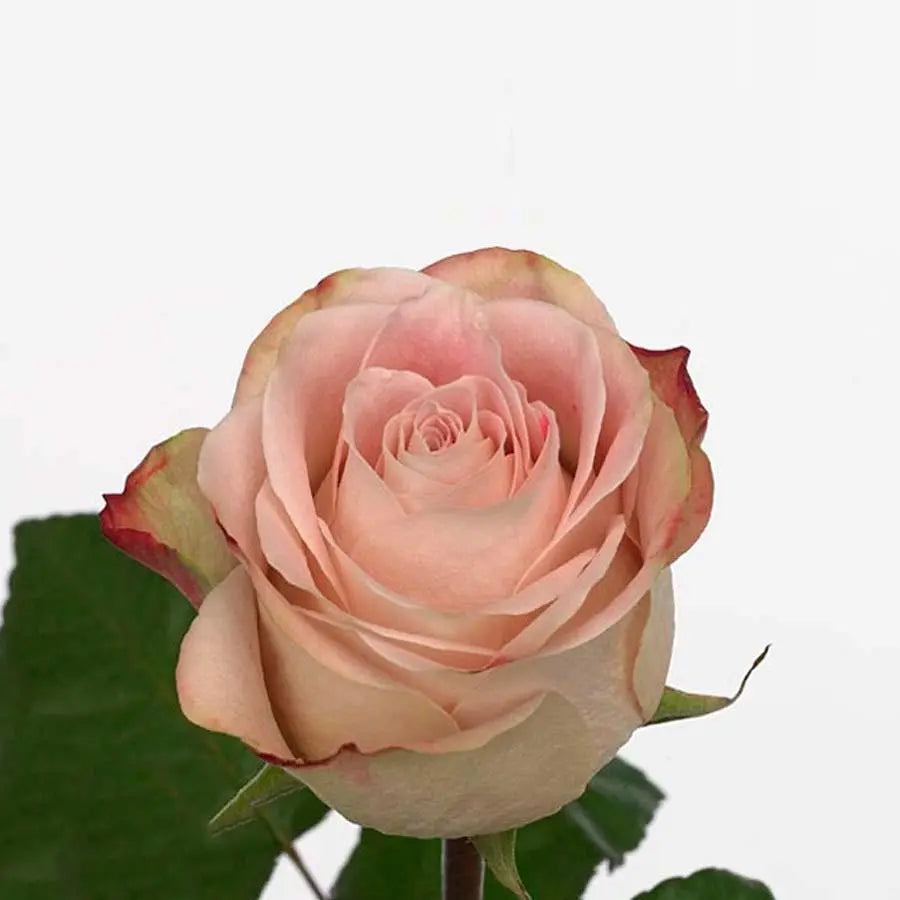 Rose Upper Secret - 40 Stem Bunch Holex Dutch