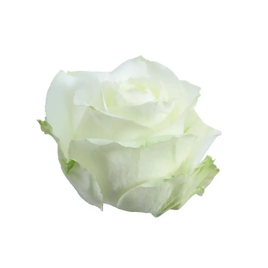 Rose White Avalanche
