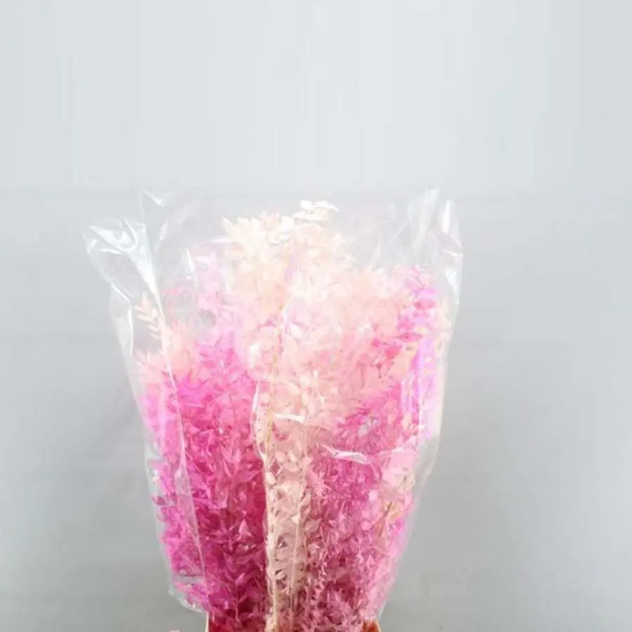 Ruscus Italian Preserved - 10 Bunches