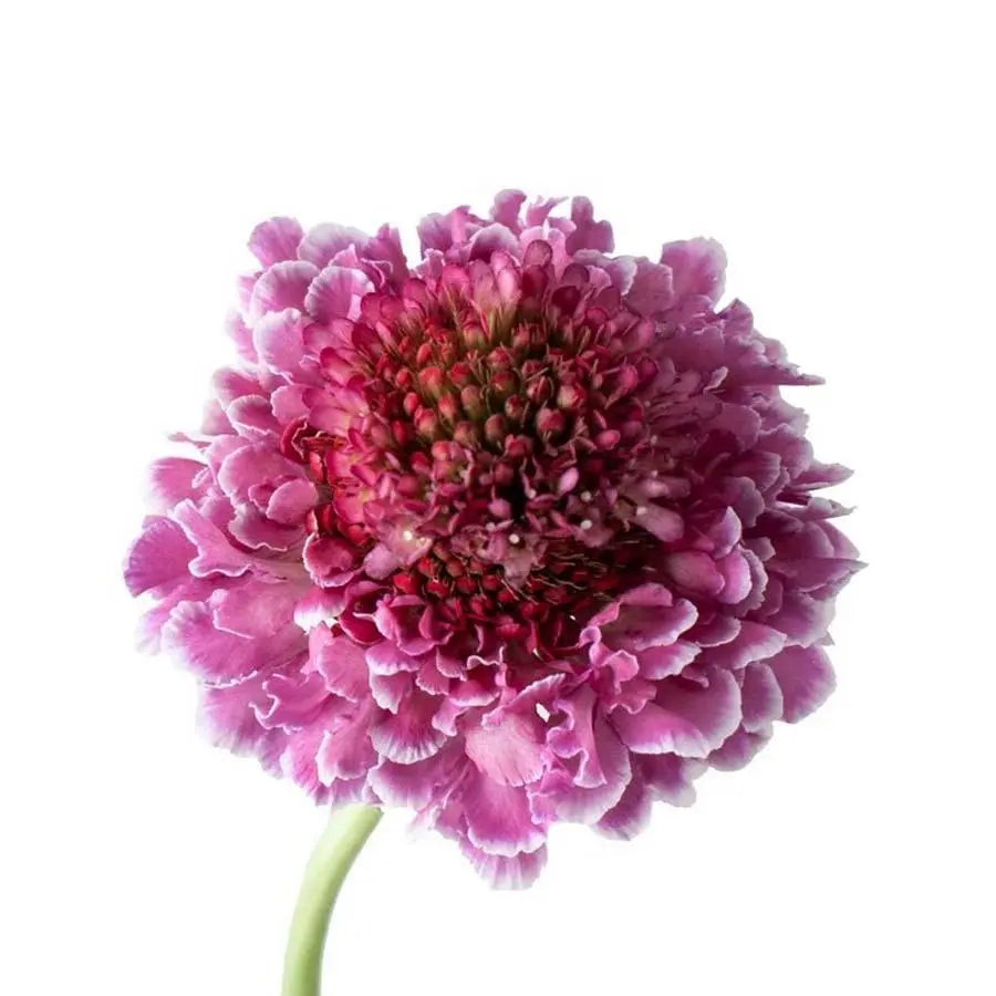 Scabiosa Focal Scoop Pink - 60 Stem Bunch