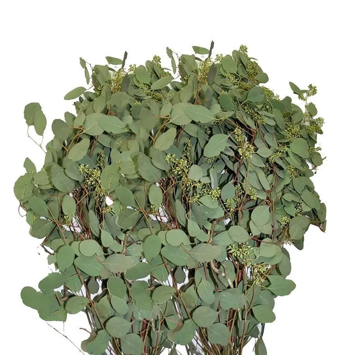 	Bunch of seeded eucalyptus with rounded silver-green leaves and clusters of small seed pods along the stems.