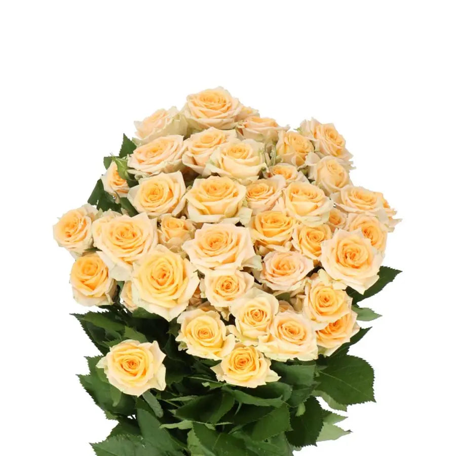 Spray Rose Trinity - 20 Stem Bunch Holex Dutch