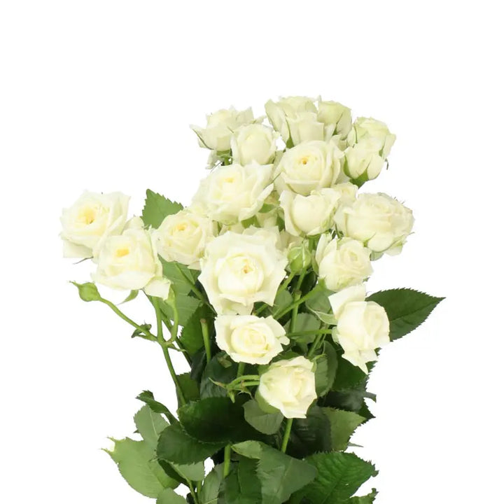 Spray Rose White Bubbles - 20 Stem Bunch Holex Dutch