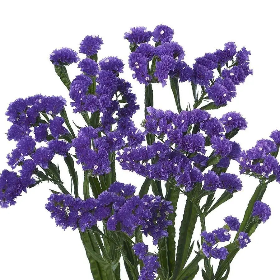 Statice Navy Sun Birds - 25 Stem Bunch