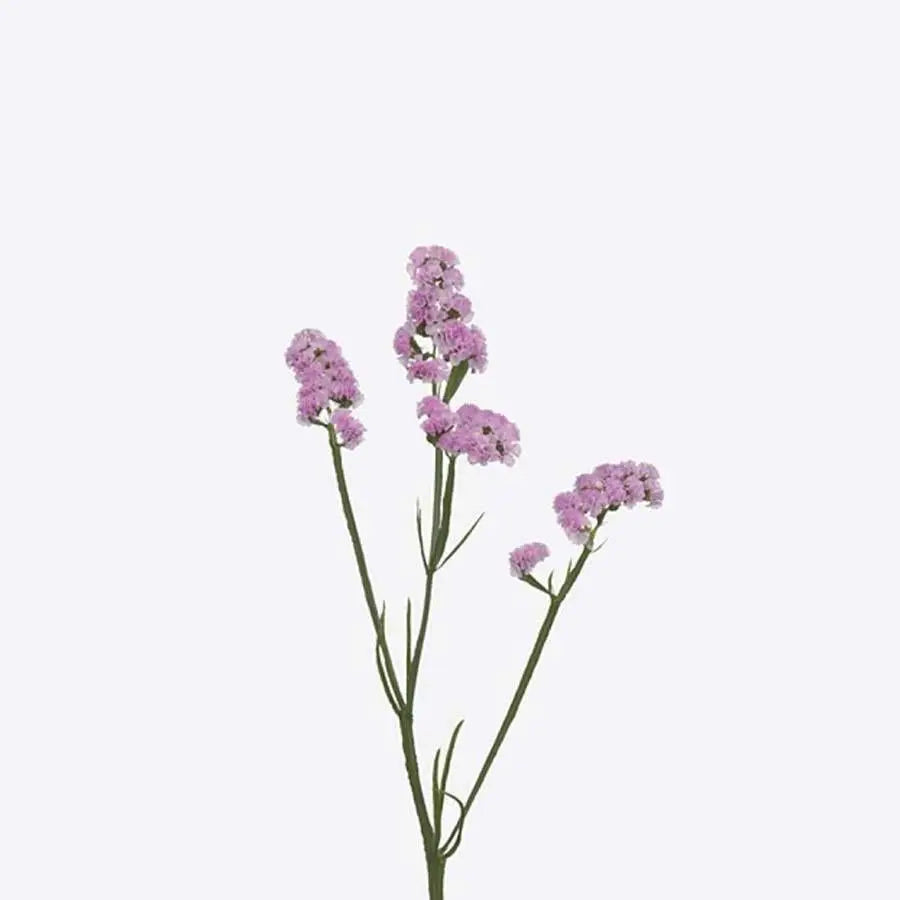Statice Rosella Birds - 25 Stem Bunch